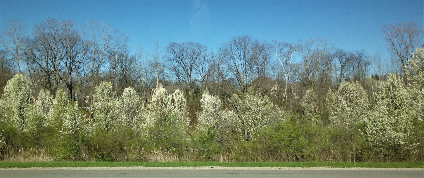 38-species-of-invasive-plants-now-illegal-to-sell-in-ohio-land-to-lake